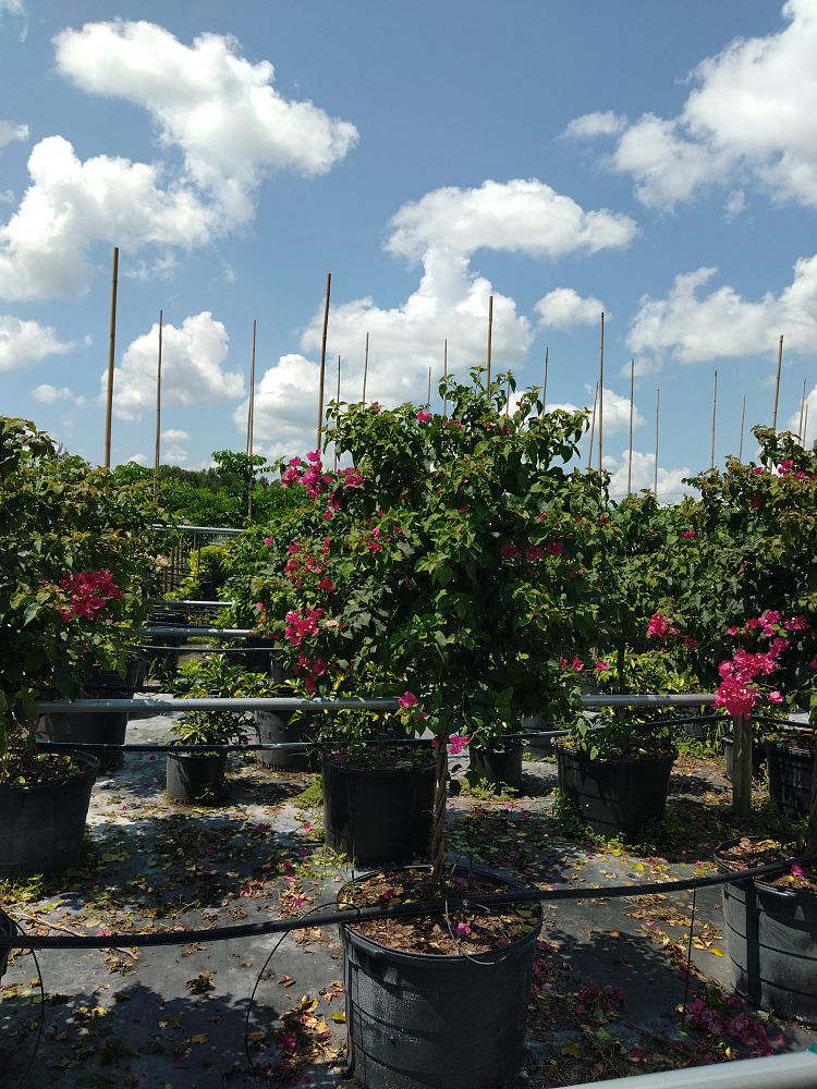 bougainvillea-barbara-karst