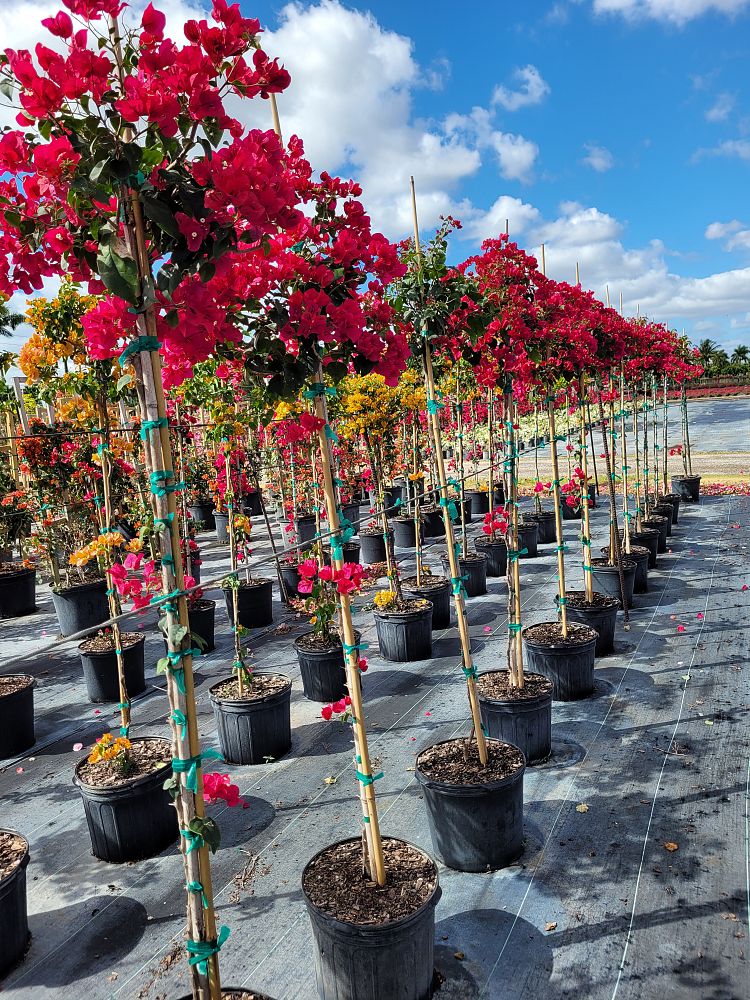bougainvillea-barbara-karst