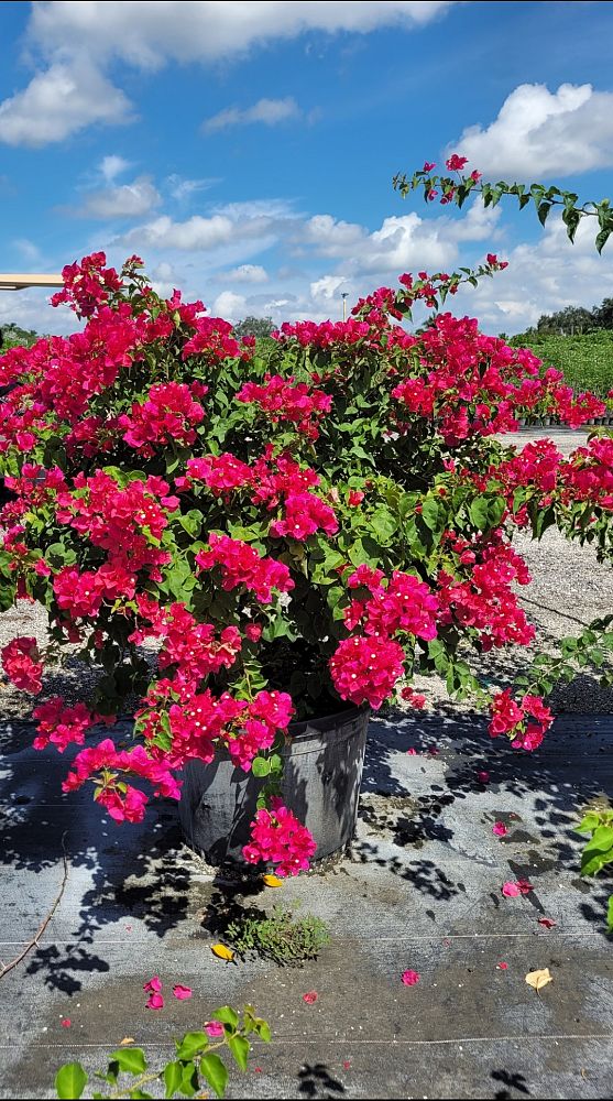 bougainvillea-barbara-karst