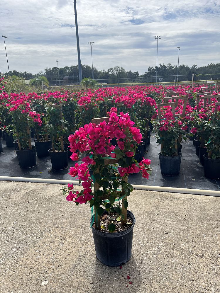 bougainvillea-barbara-karst