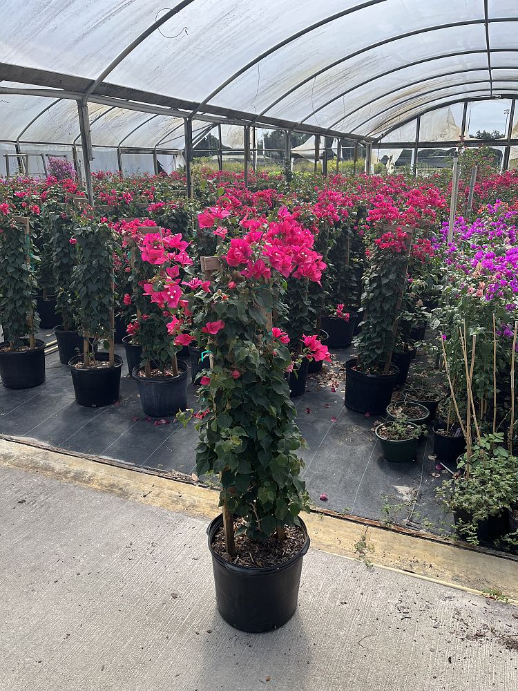 bougainvillea-barbara-karst