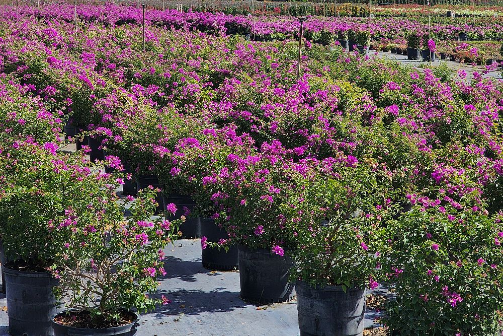 bougainvillea-barbara-karst