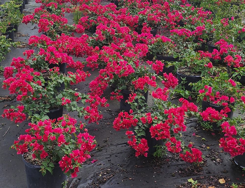 bougainvillea-barbara-karst