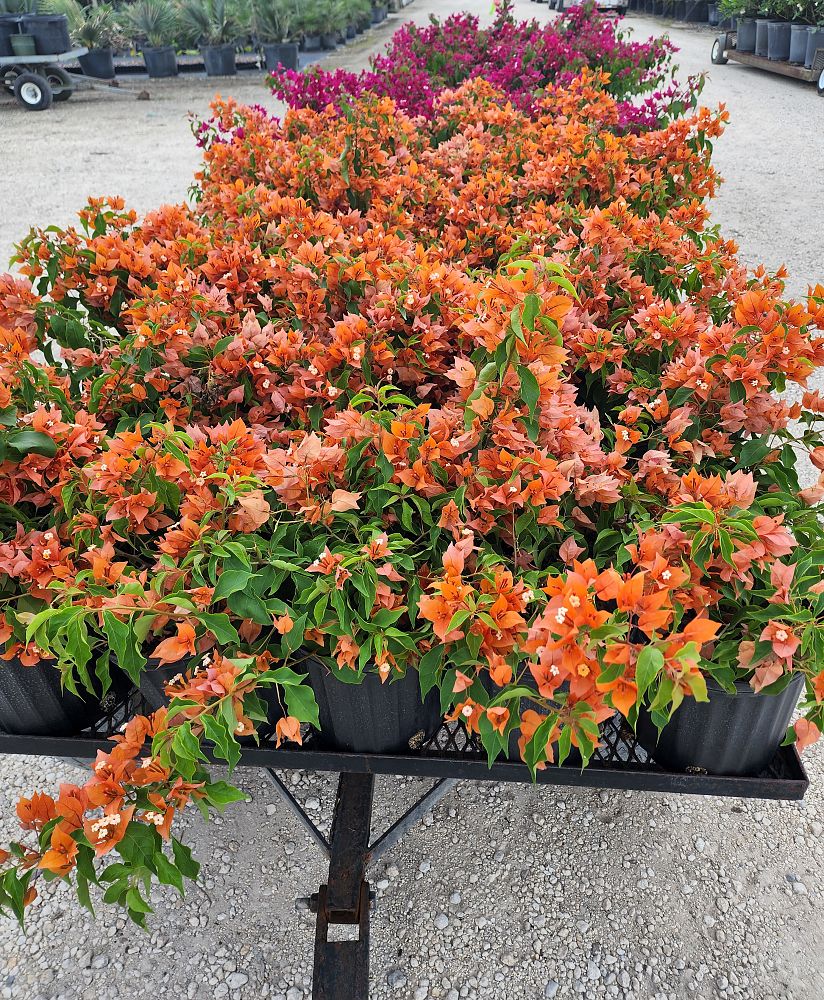 bougainvillea-barbara-karst