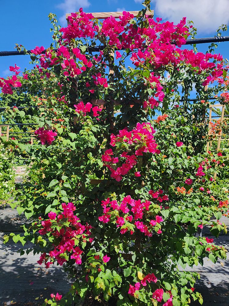 bougainvillea-barbara-karst