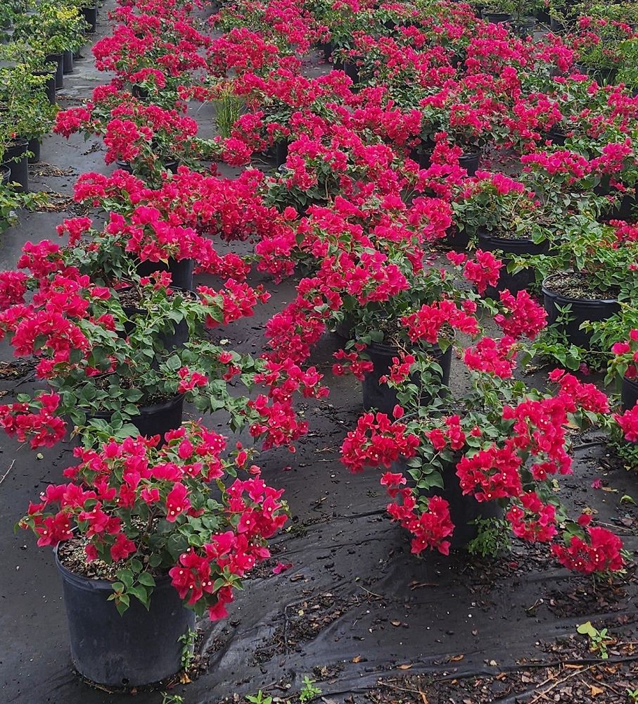 bougainvillea-barbara-karst
