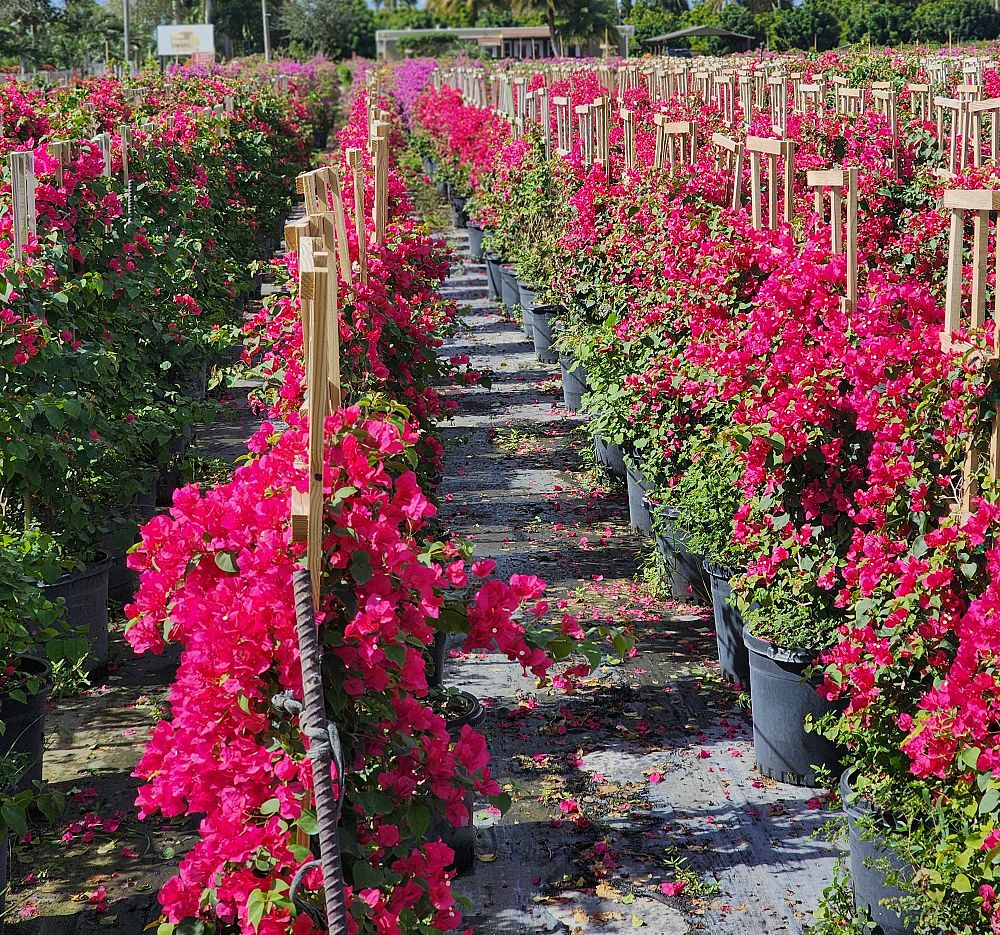 bougainvillea-barbara-karst