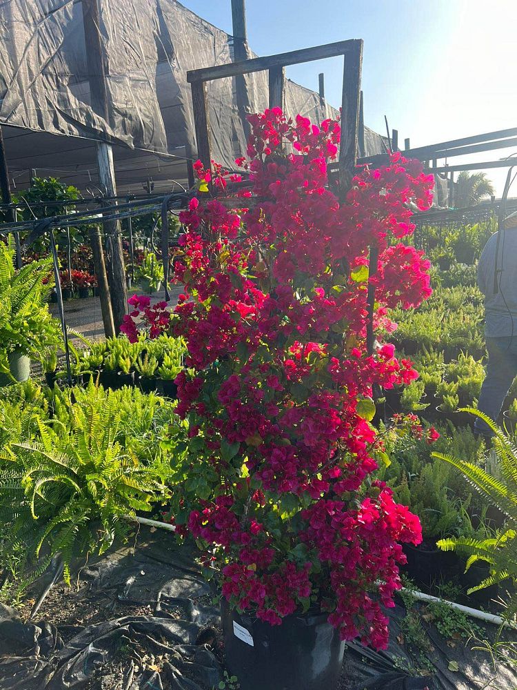 bougainvillea-barbara-karst