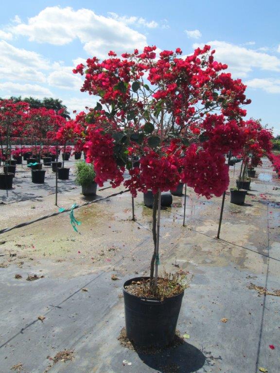 bougainvillea-barbara-karst