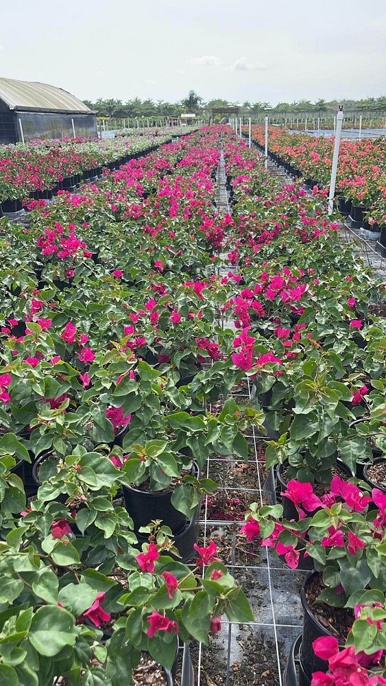 bougainvillea-barbara-karst