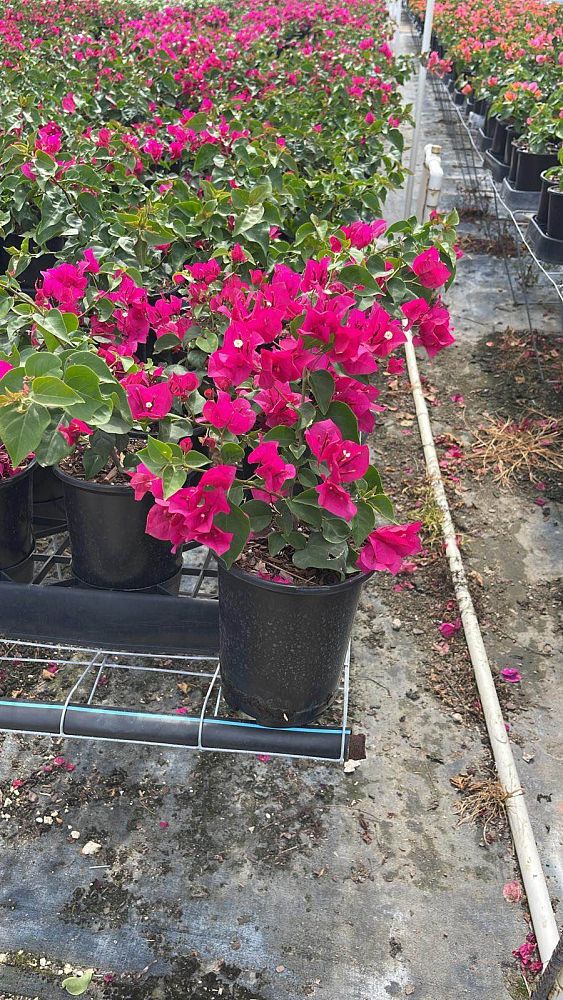 bougainvillea-barbara-karst