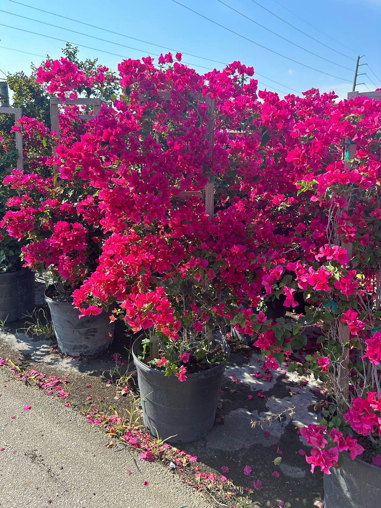 bougainvillea-barbara-karst