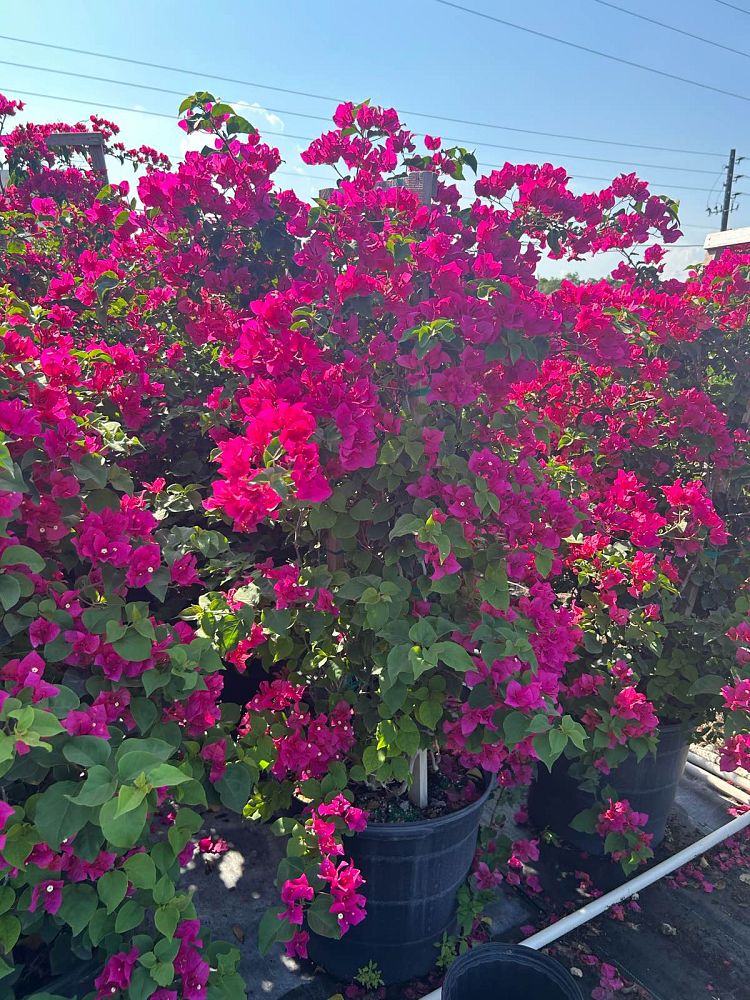 bougainvillea-barbara-karst