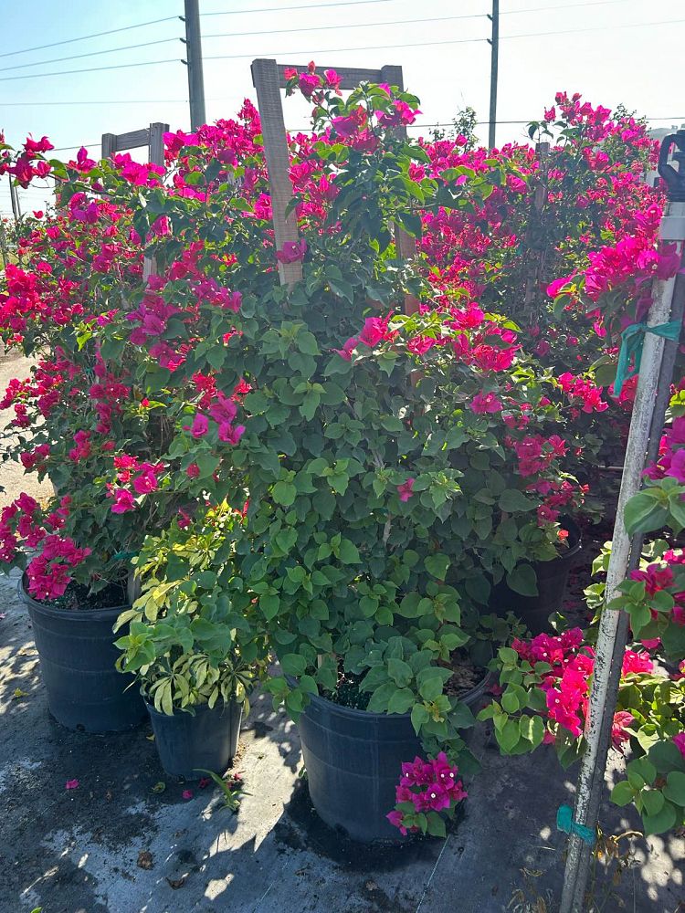 bougainvillea-barbara-karst