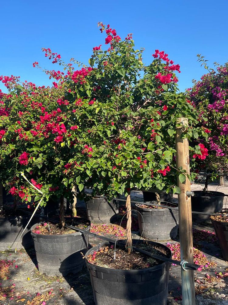 bougainvillea-barbara-karst