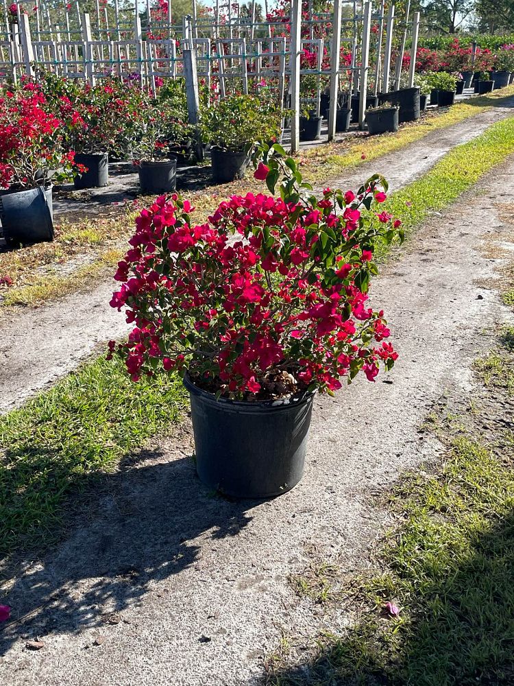 bougainvillea-barbara-karst
