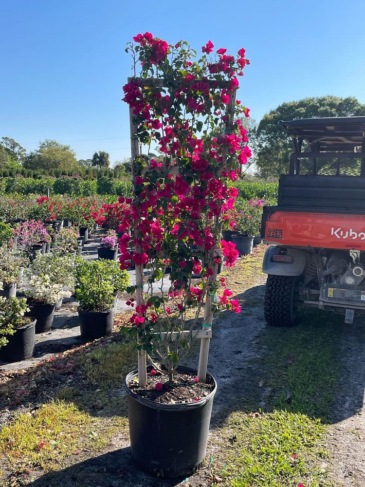 bougainvillea-barbara-karst