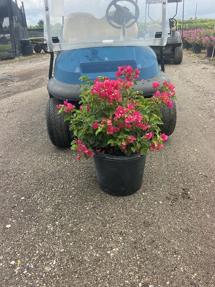 bougainvillea-barbara-karst