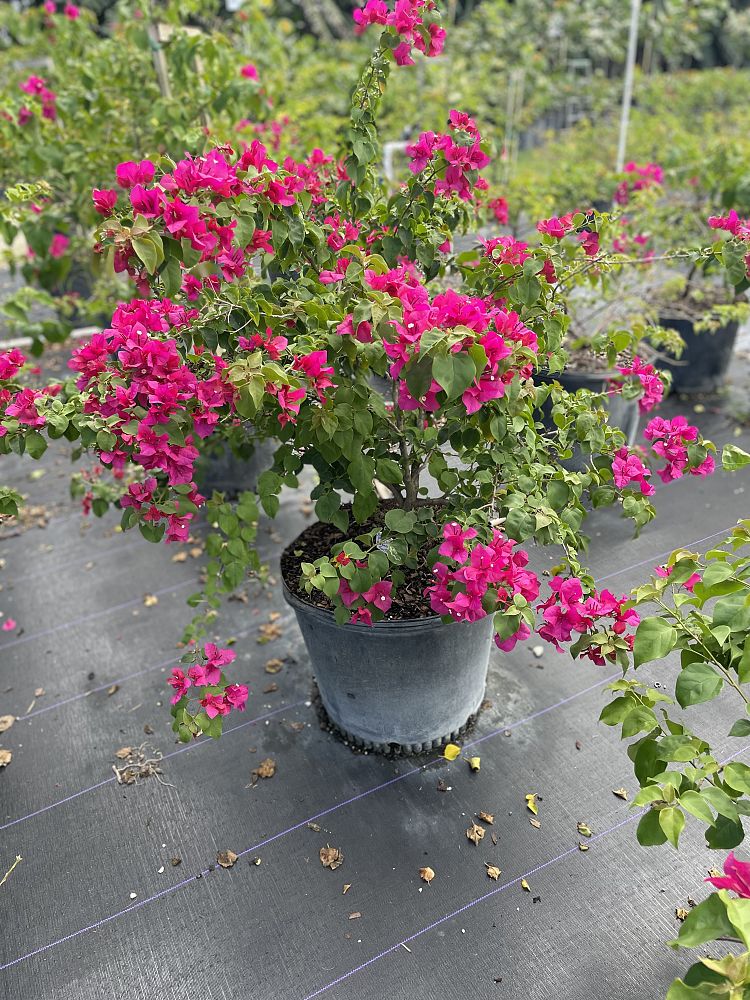 bougainvillea-barbara-karst