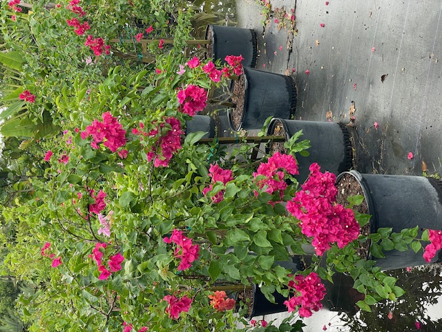 bougainvillea-barbara-karst