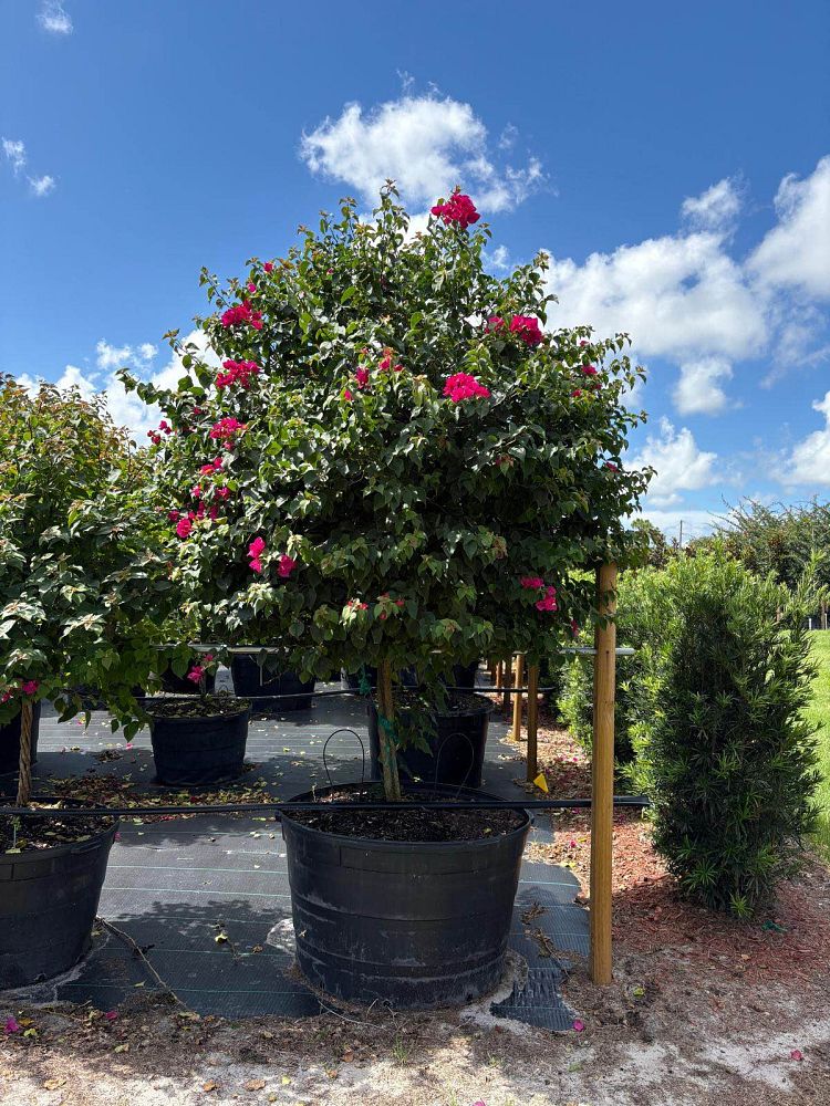 bougainvillea-barbara-karst