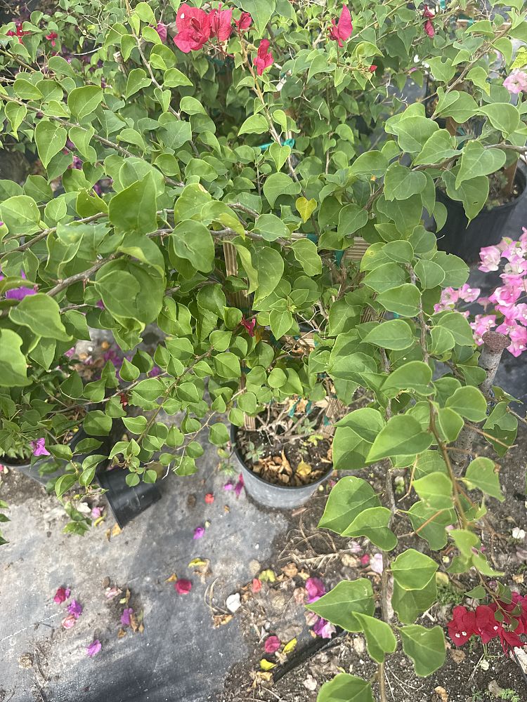 bougainvillea-barbara-karst