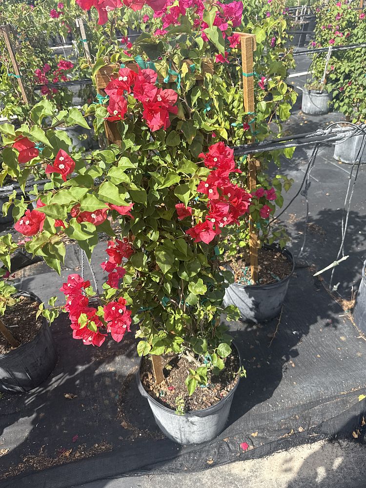 bougainvillea-barbara-karst