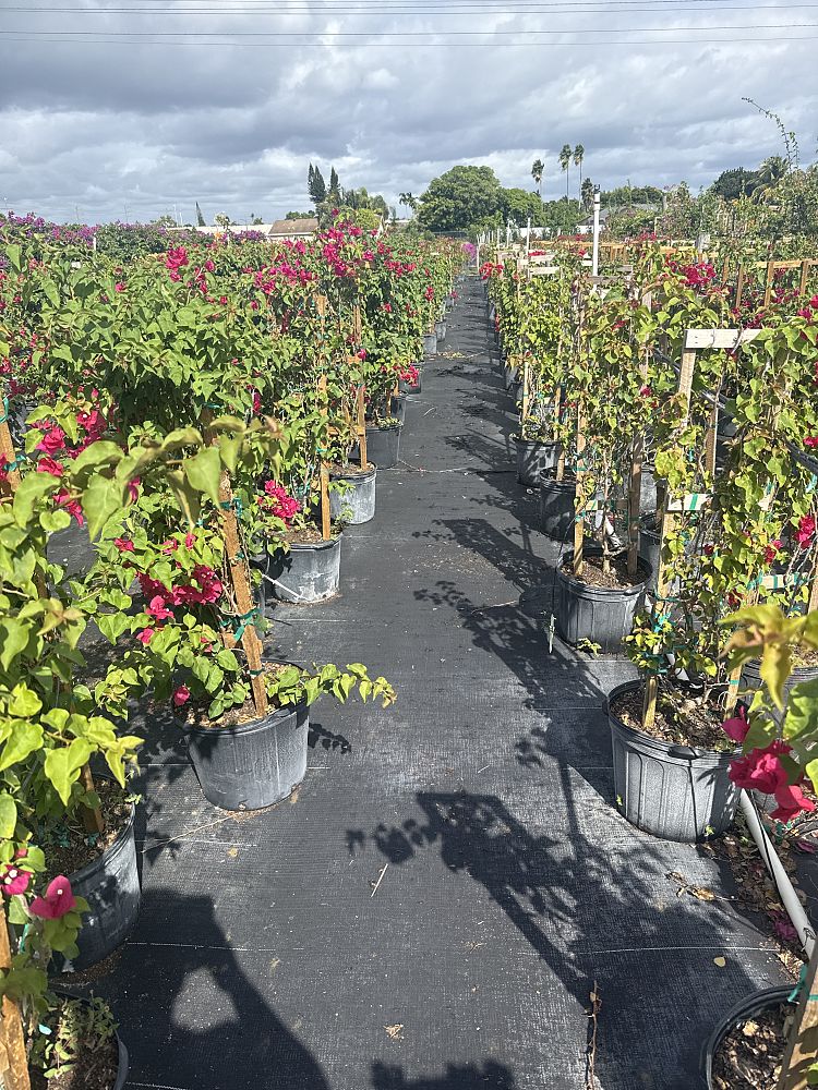bougainvillea-barbara-karst