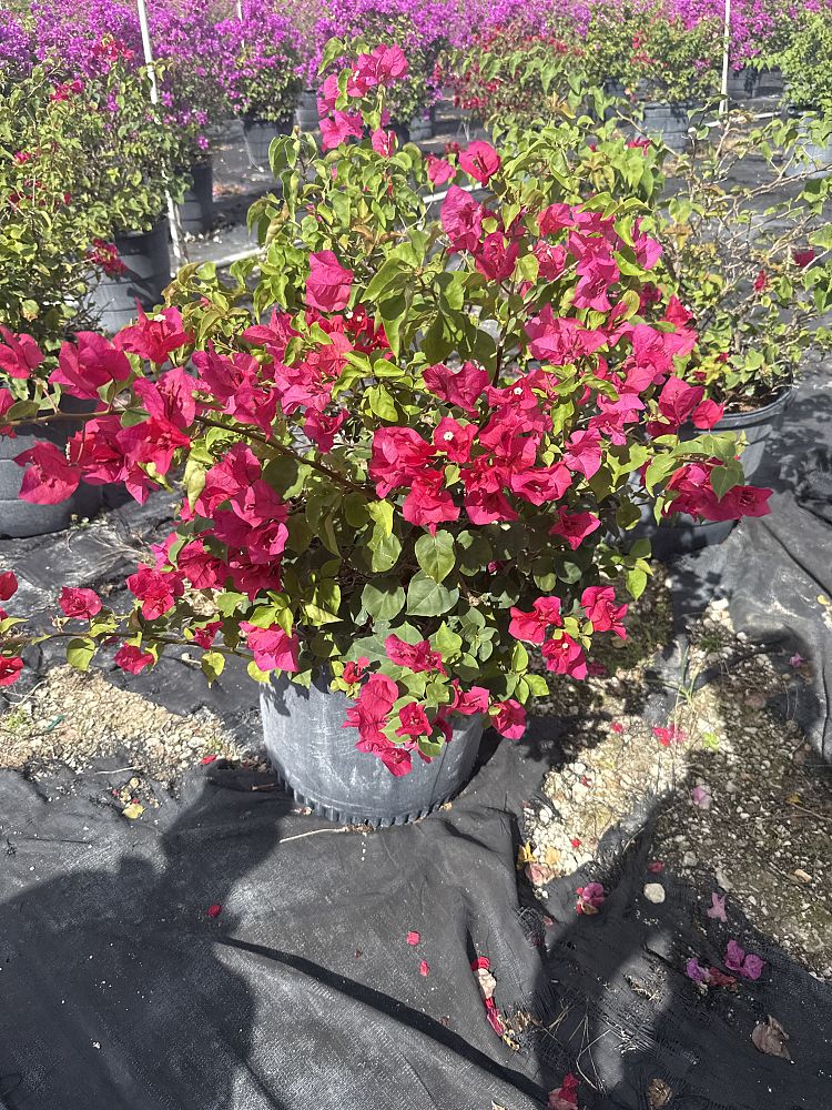 bougainvillea-barbara-karst