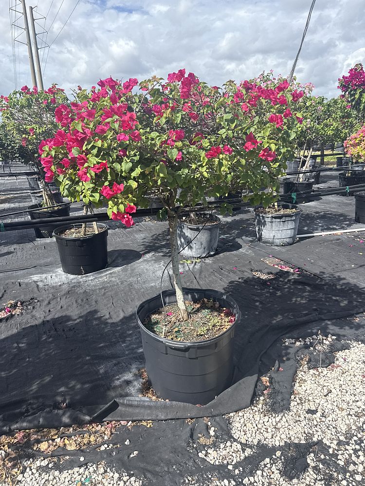 bougainvillea-barbara-karst