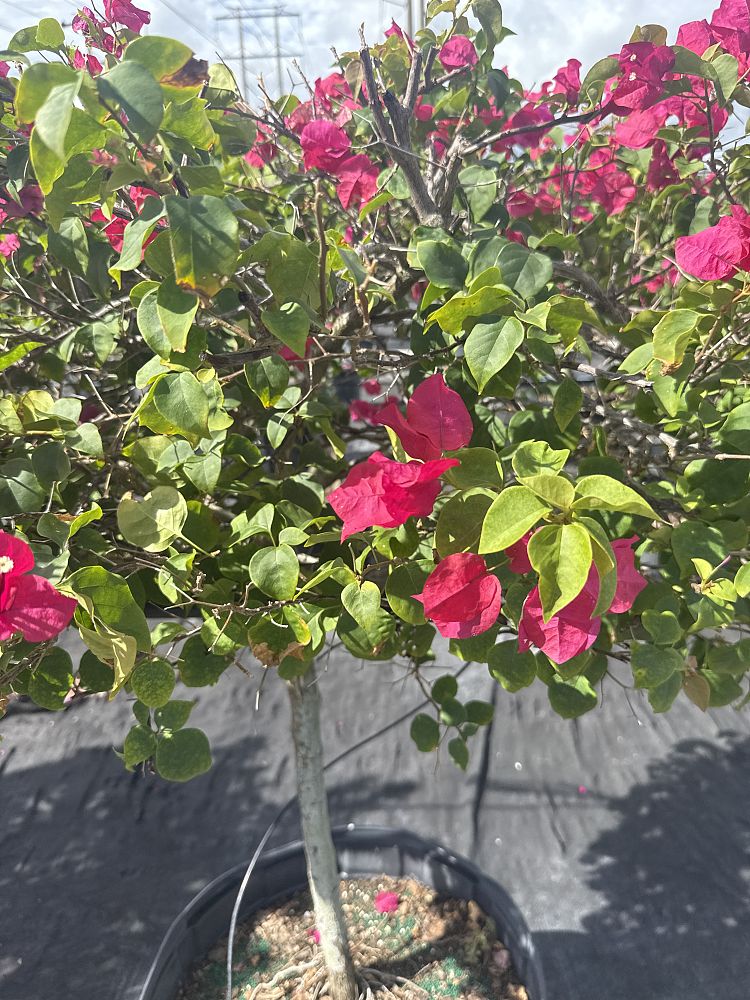 bougainvillea-barbara-karst