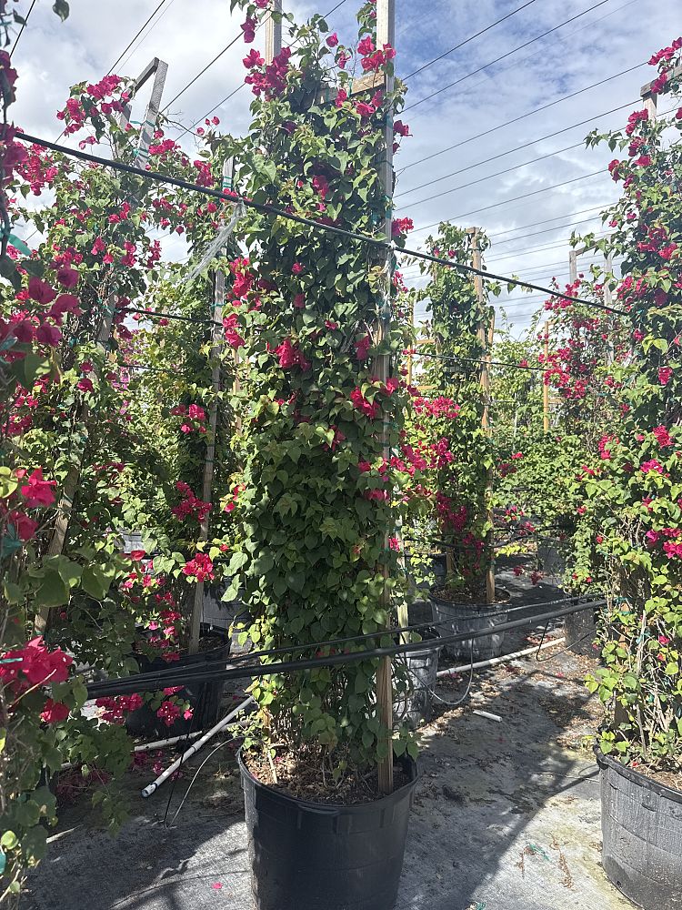 bougainvillea-barbara-karst