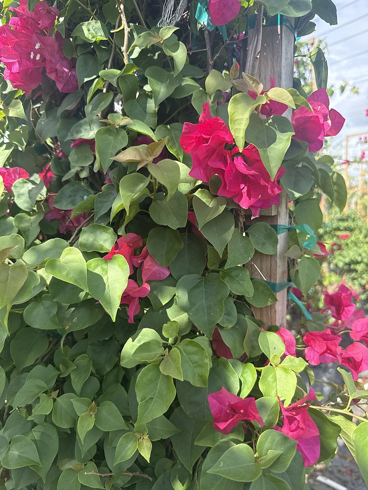 bougainvillea-barbara-karst
