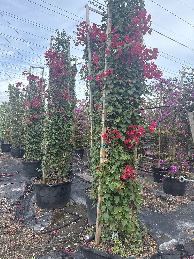 bougainvillea-barbara-karst