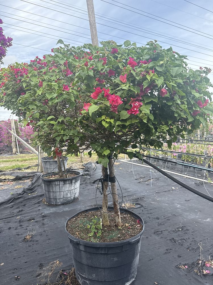 bougainvillea-barbara-karst