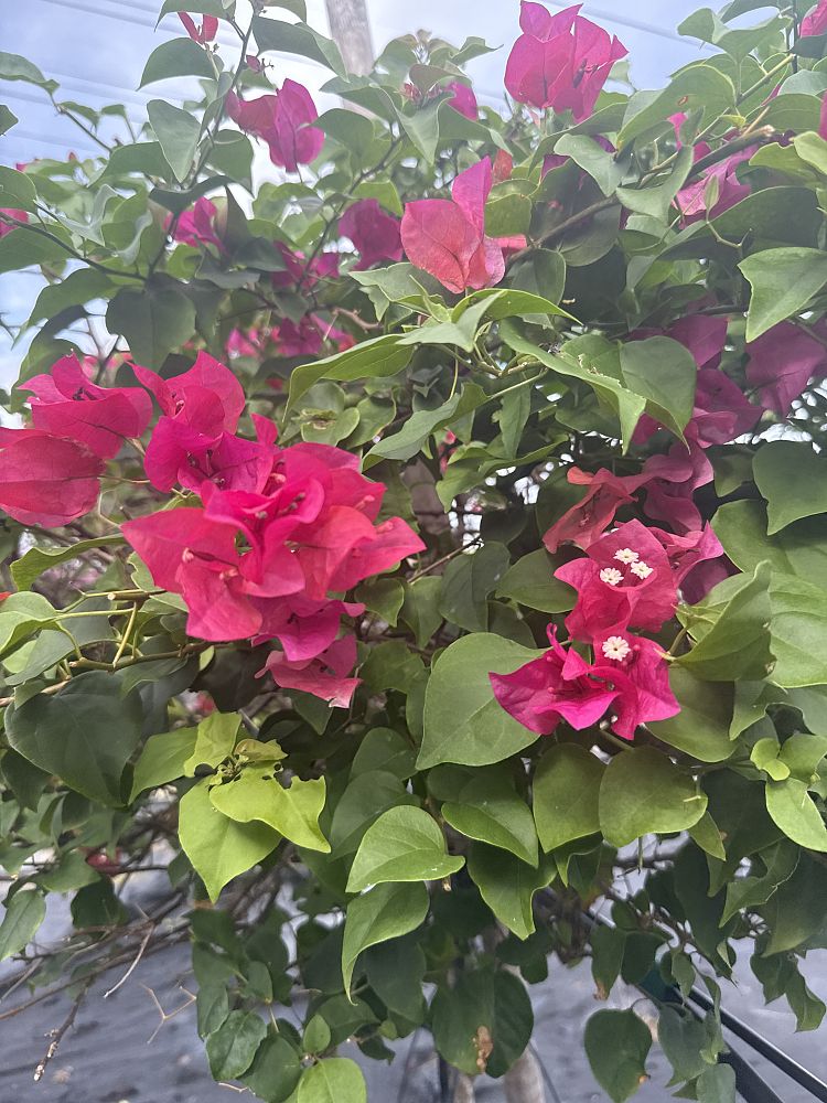 bougainvillea-barbara-karst