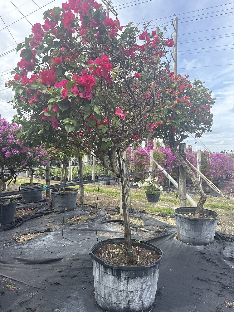 bougainvillea-barbara-karst