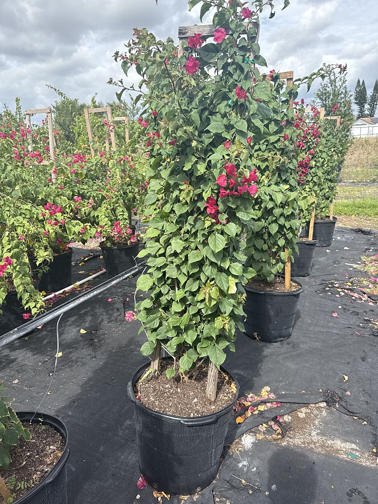 bougainvillea-barbara-karst