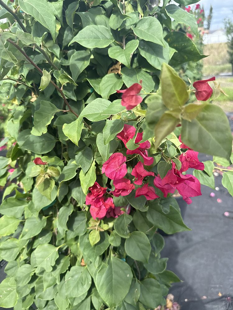 bougainvillea-barbara-karst