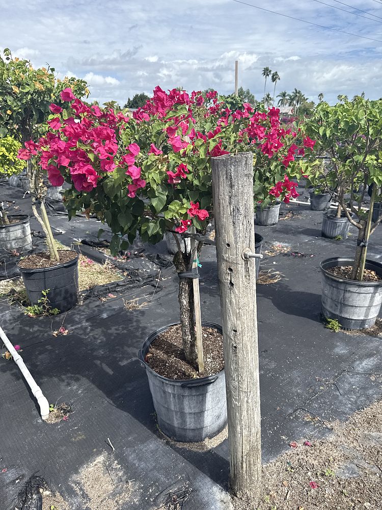 bougainvillea-barbara-karst