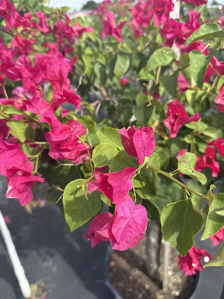bougainvillea-barbara-karst