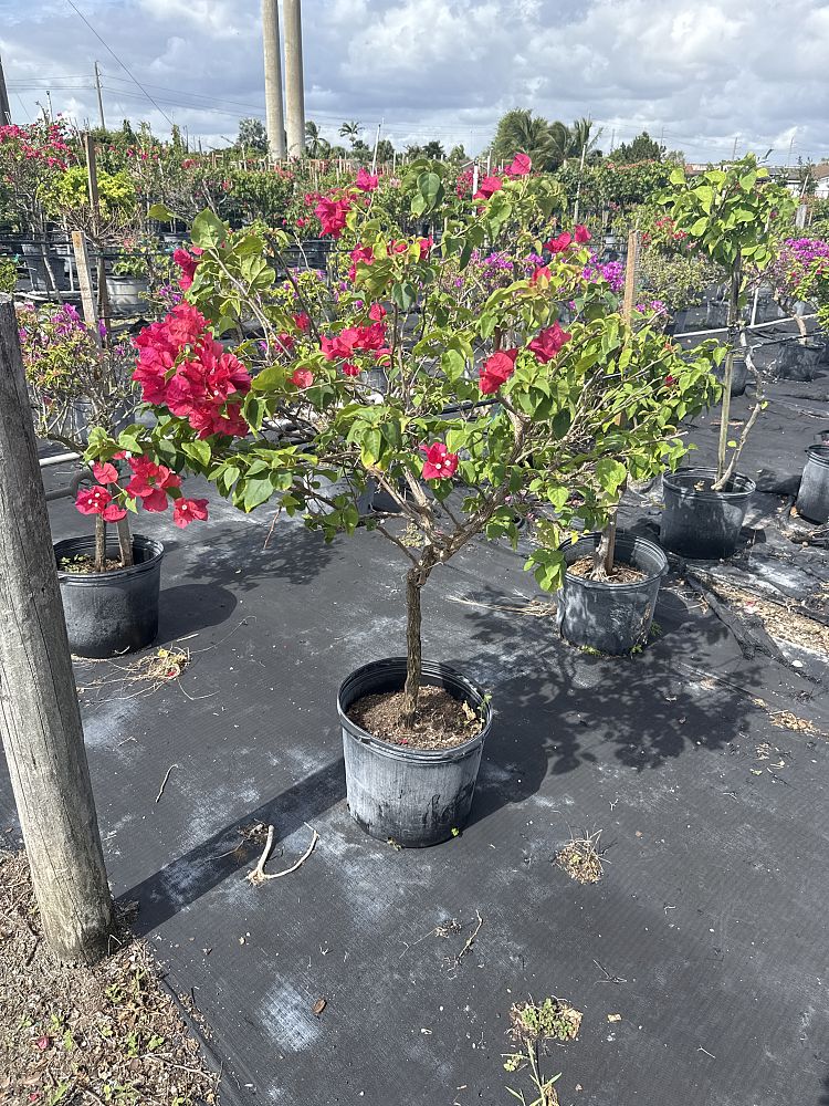 bougainvillea-barbara-karst