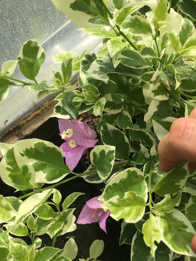 bougainvillea-blueberry-ice