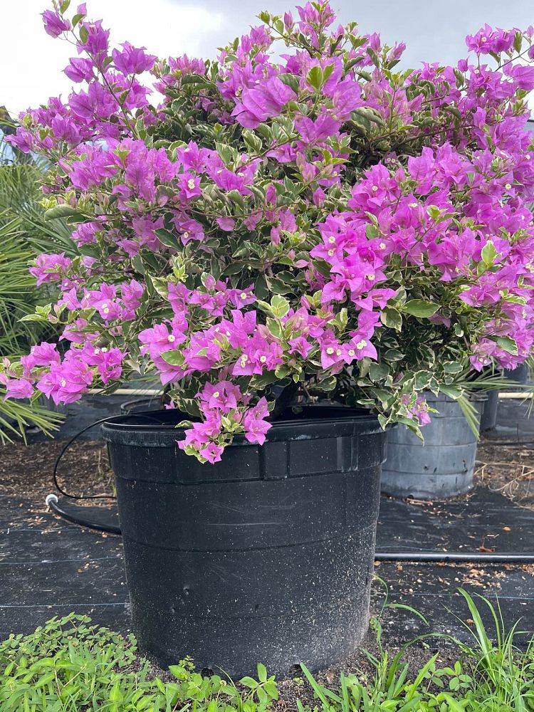 bougainvillea-blueberry-ice