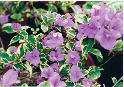 bougainvillea-blueberry-ice-variegated-purple