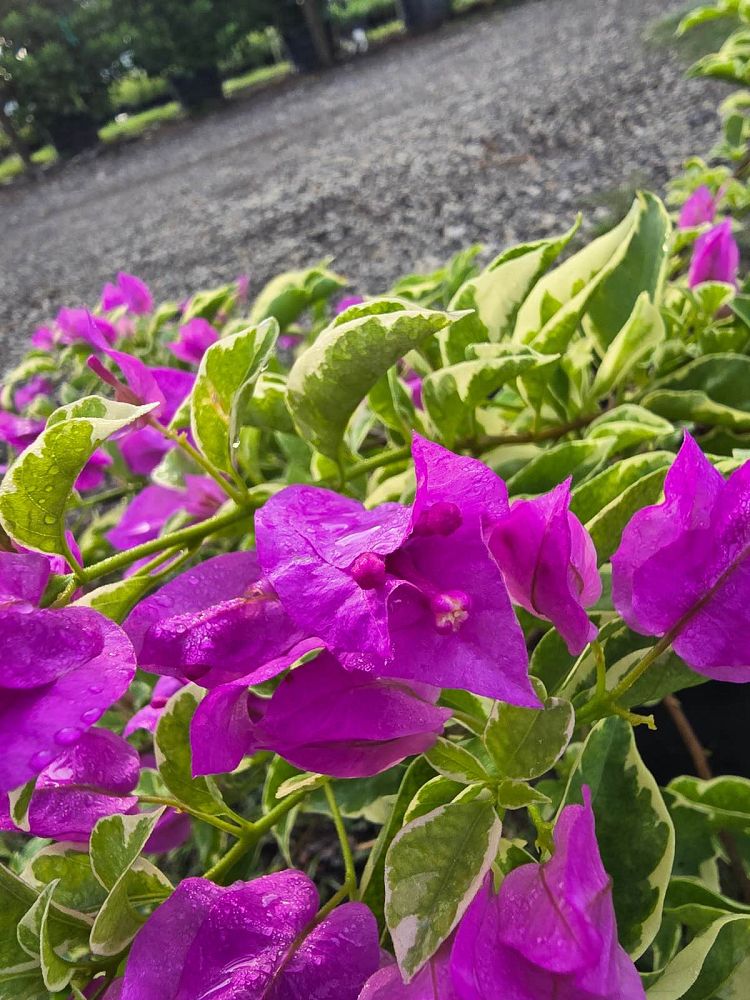 bougainvillea-blueberry-ice-variegated-purple