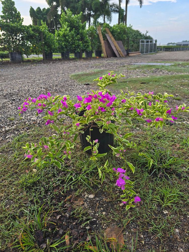 bougainvillea-blueberry-ice-variegated-purple