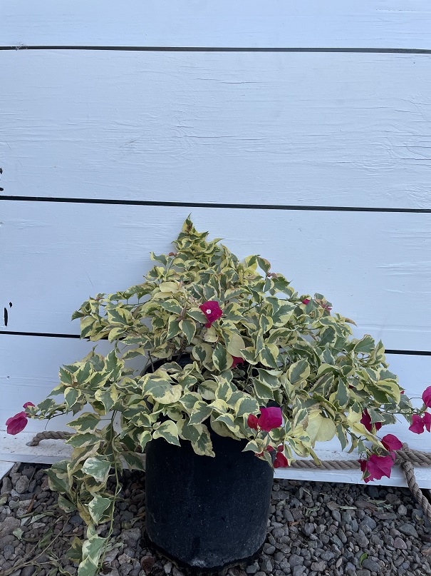 bougainvillea-brasiliensis-raspberry-ice