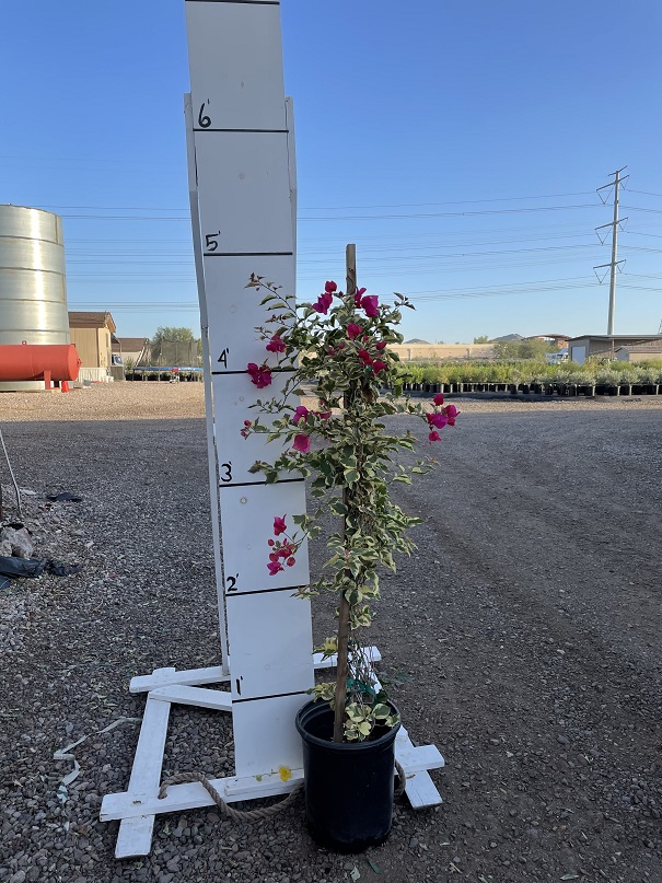 bougainvillea-brasiliensis-raspberry-ice