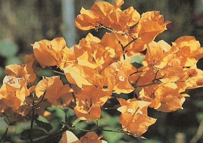bougainvillea-california-gold